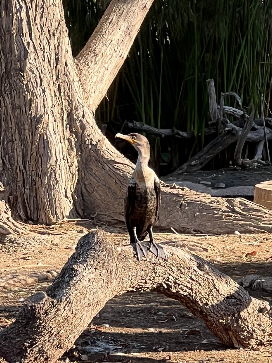 Double-crested Cormorant - ML646565397