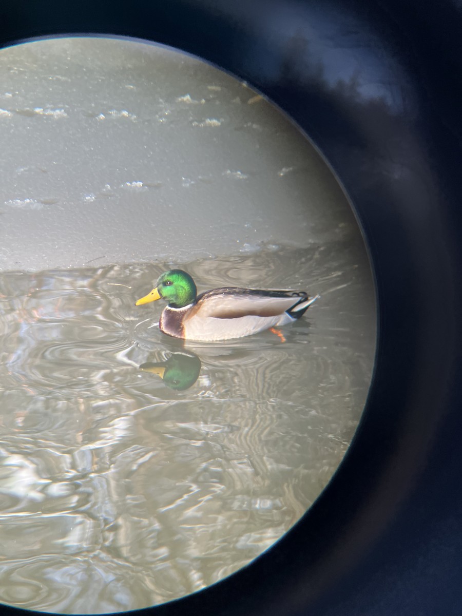 Canard colvert - ML646565398