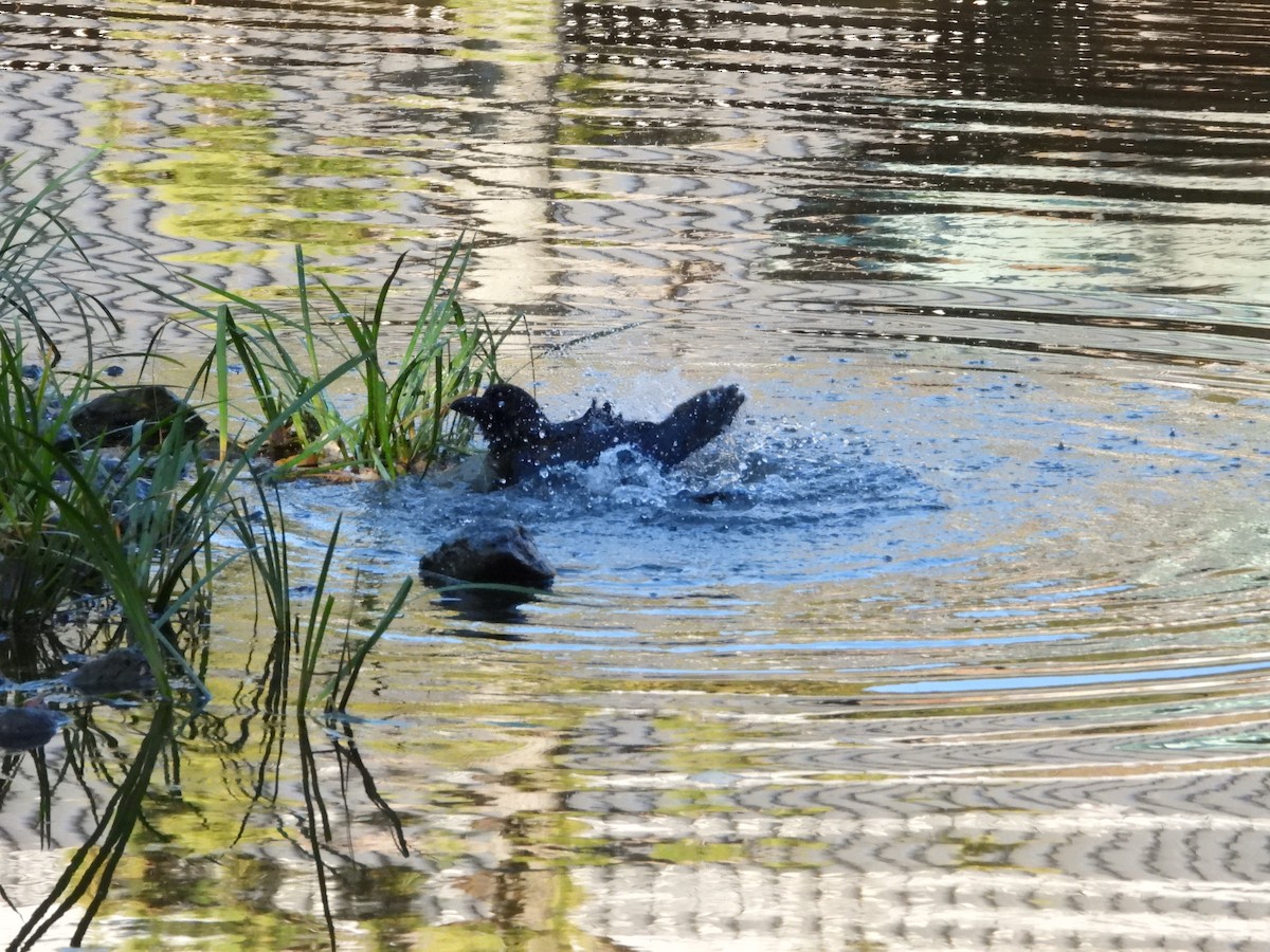 Large-billed Crow - ML646565400