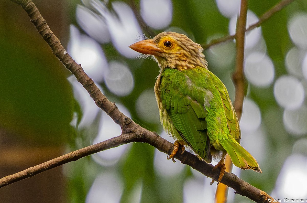 Lineated Barbet - ML646565401