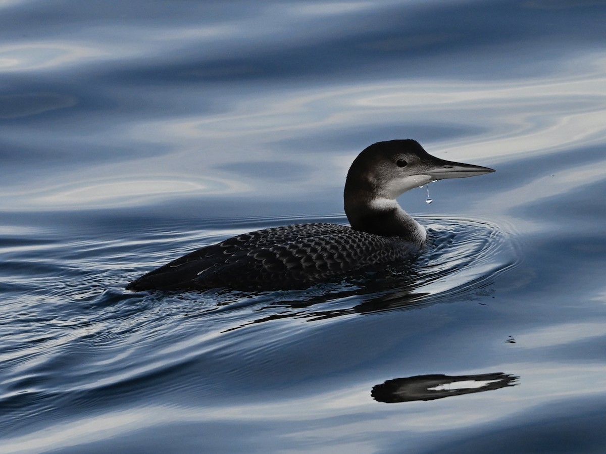 Common Loon - ML646565406