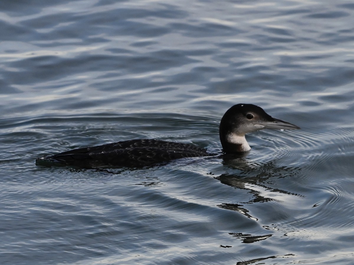 Common Loon - ML646565407