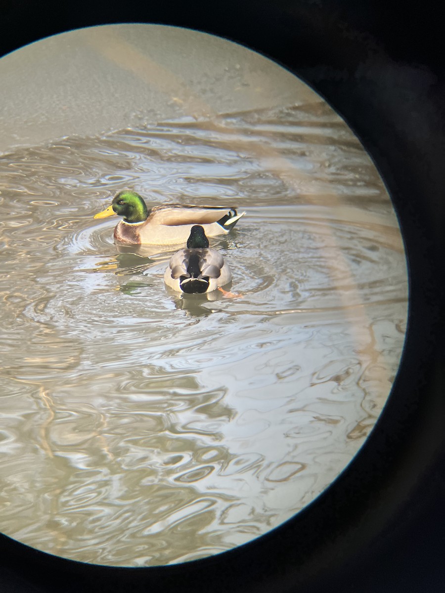 Canard colvert - ML646565409