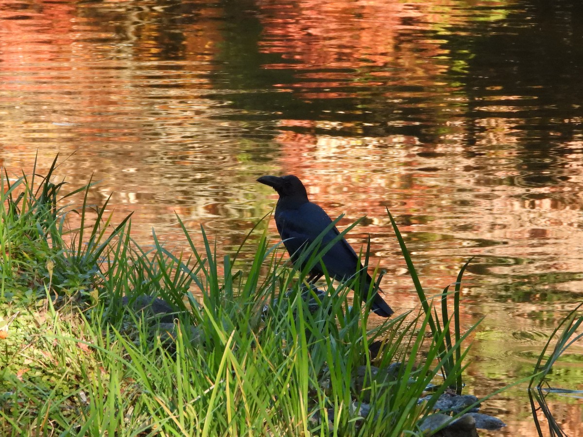 Large-billed Crow - ML646565415