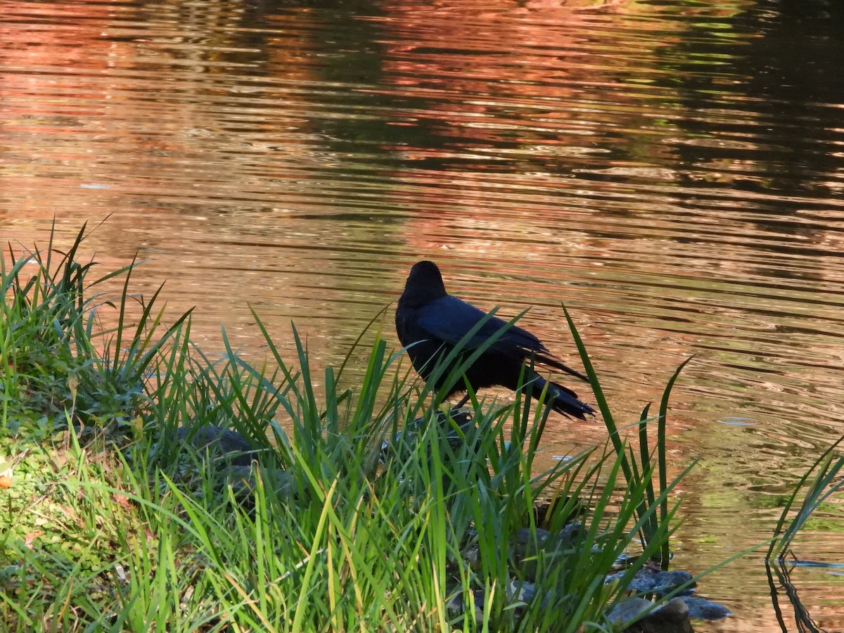Large-billed Crow - ML646565416