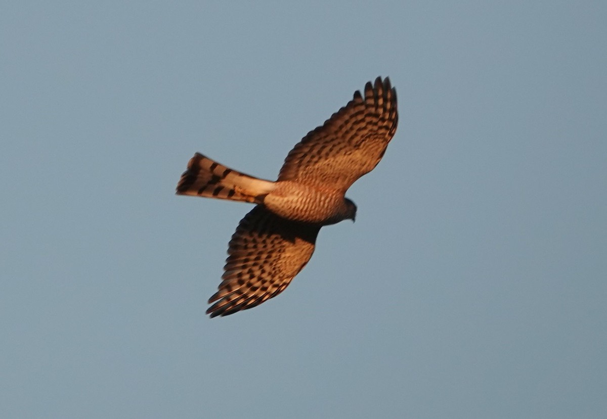Sharp-shinned Hawk - ML646565417