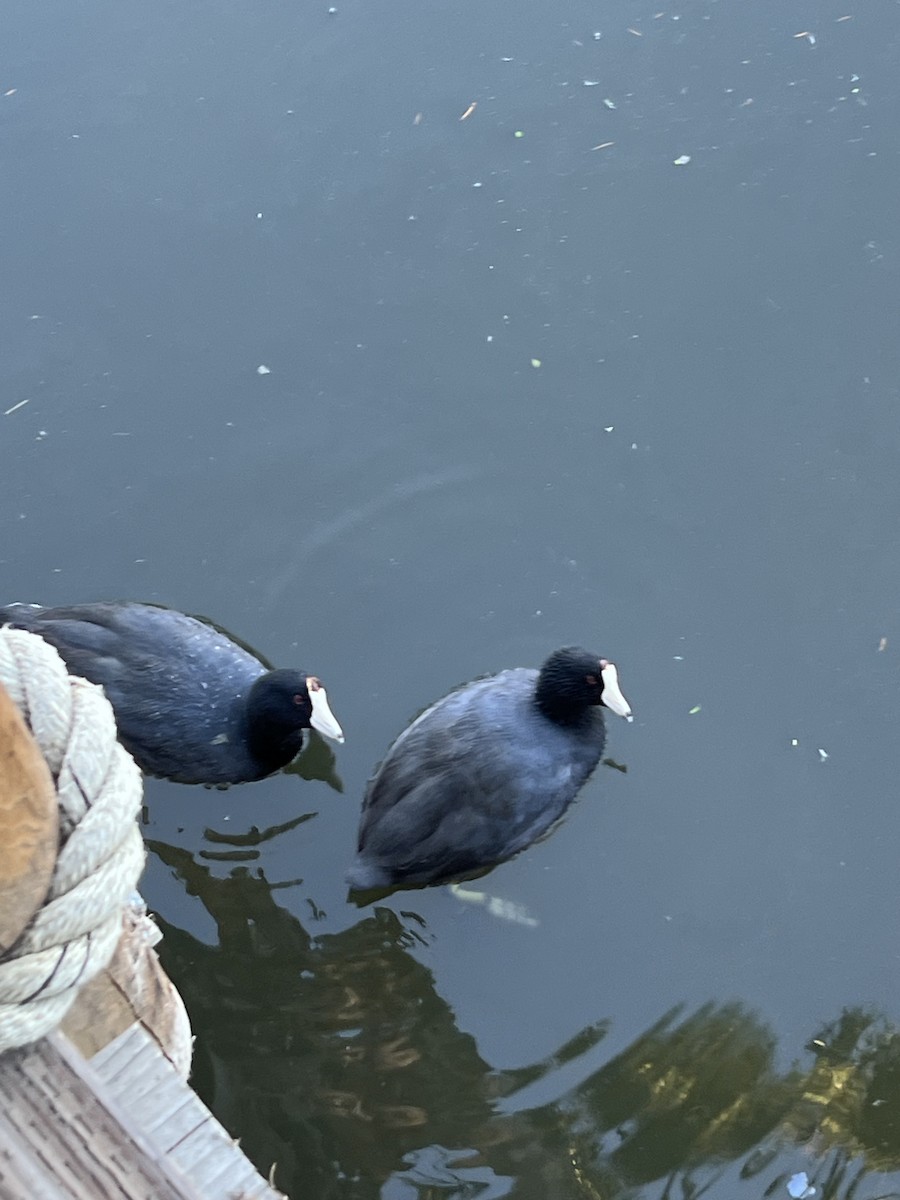 American Coot - ML646565418