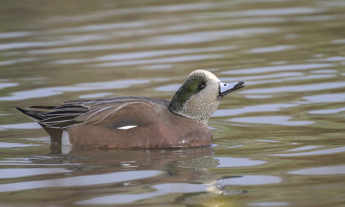 American Wigeon - ML646565419