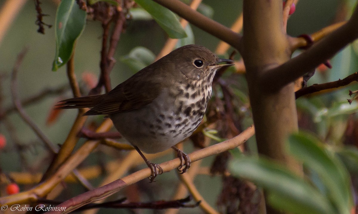 Hermit Thrush - ML646565420