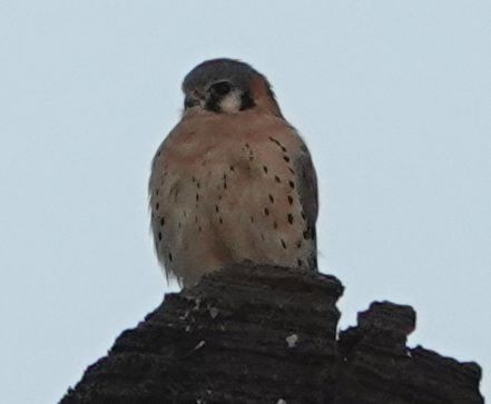 American Kestrel - ML646565422