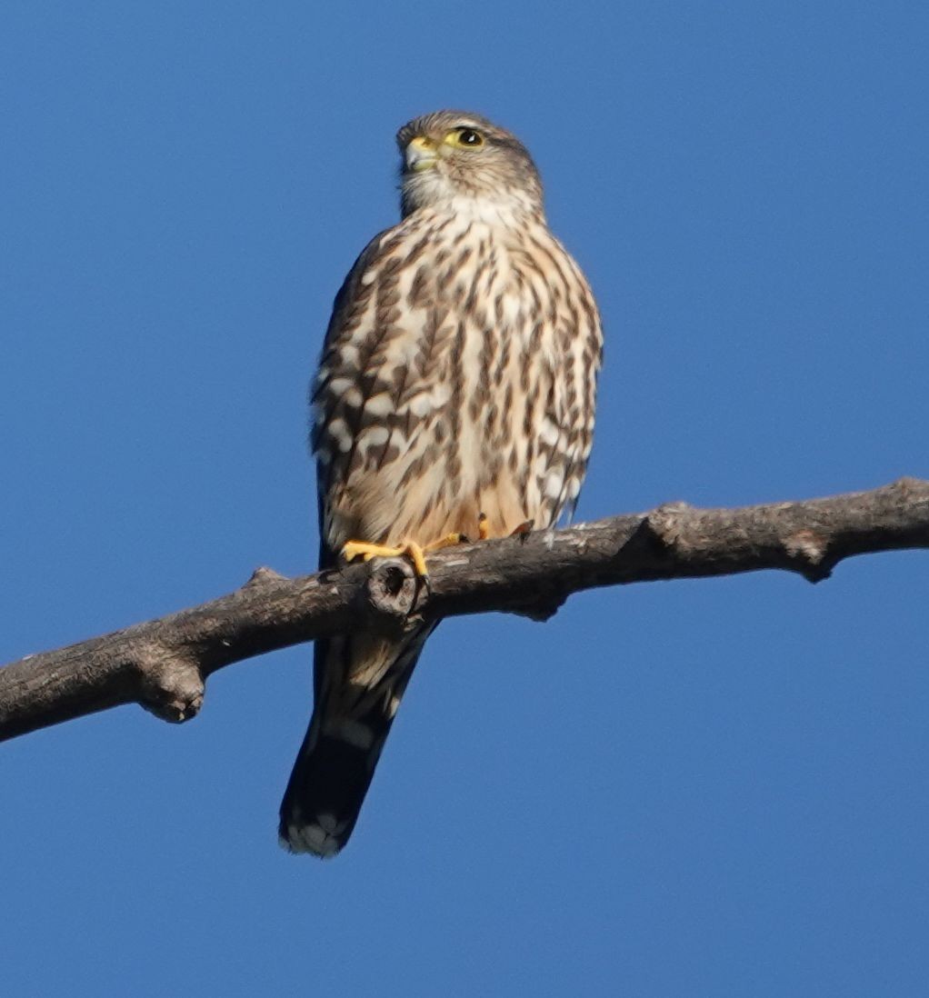 灰背隼(columbarius) - ML646565425