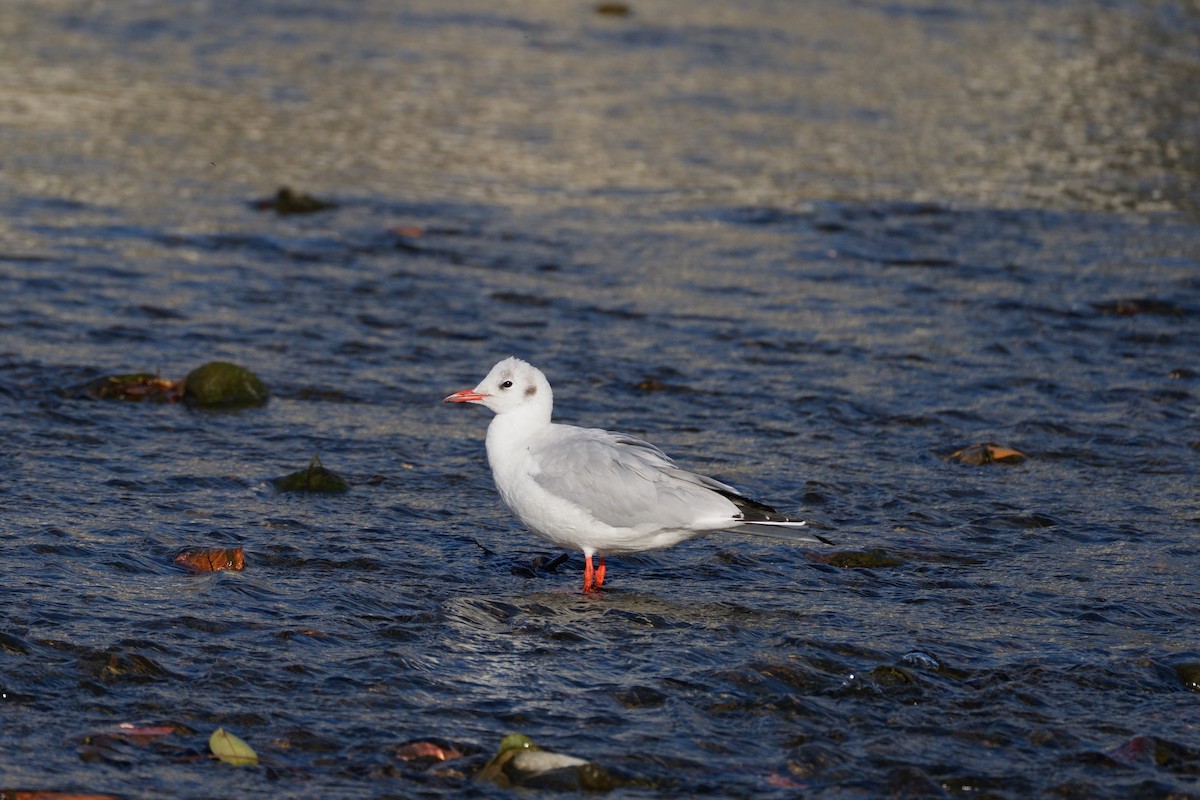 Мартин звичайний - ML646565427