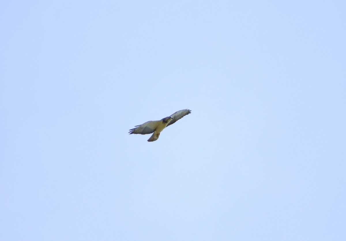 Swainson's Hawk - ML646565428