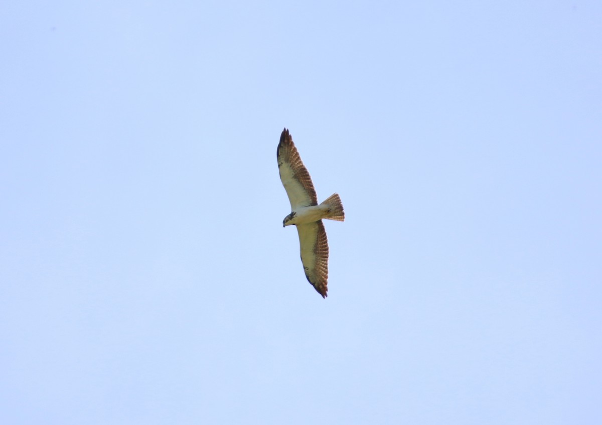 Swainson's Hawk - ML646565429