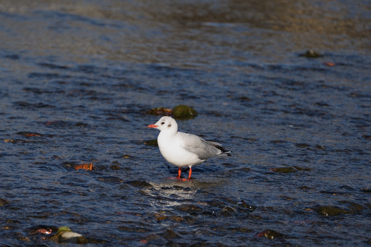 Мартин звичайний - ML646565430