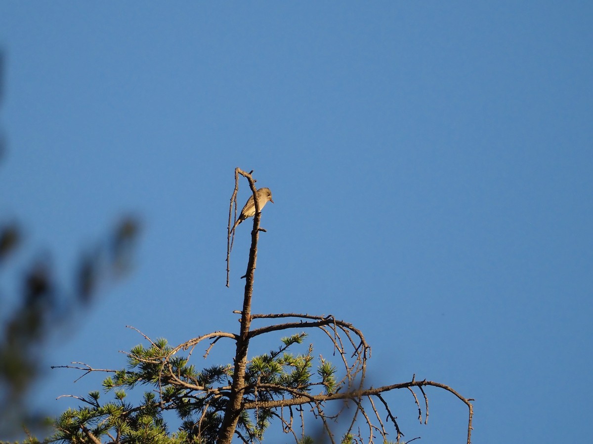 Moucherolle de Coues - ML646565436