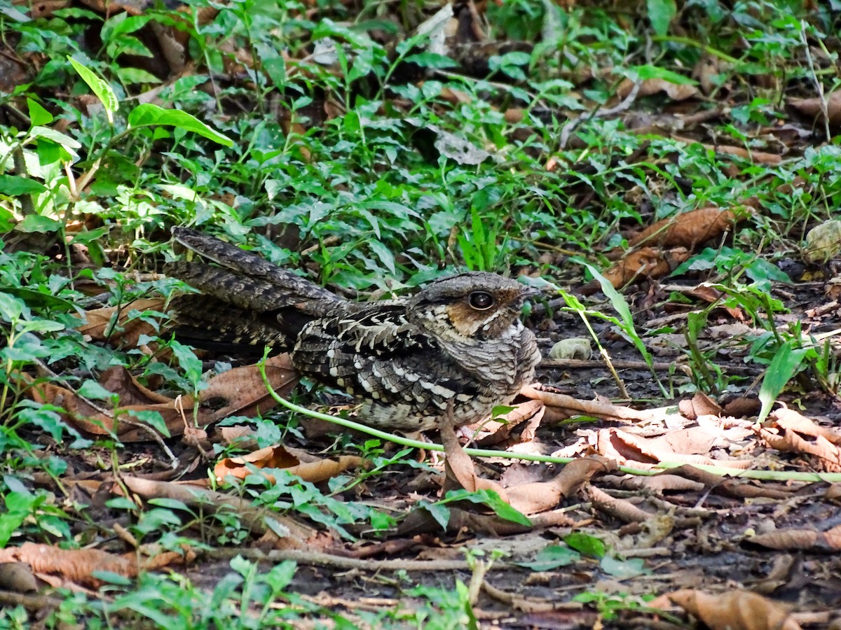 lelek šedočelý - ML646565438