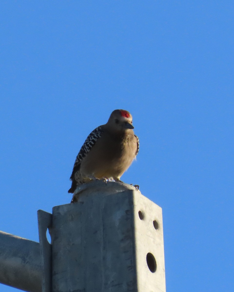 Gila Woodpecker - ML646565439