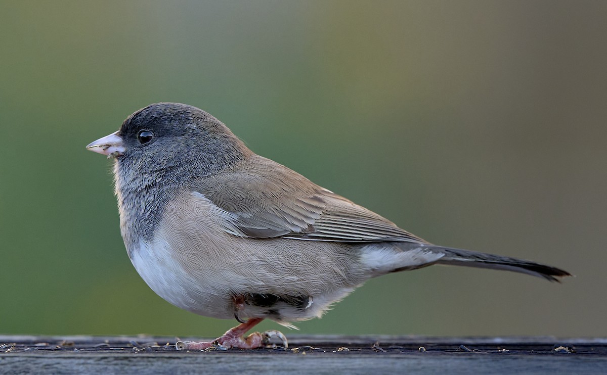 Dark-eyed Junco (Oregon) - ML646565441