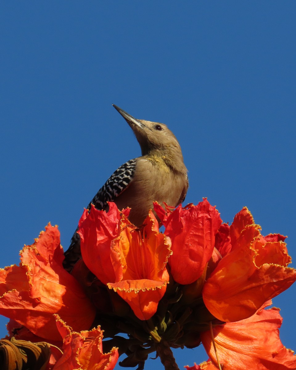 Gila Woodpecker - ML646565443