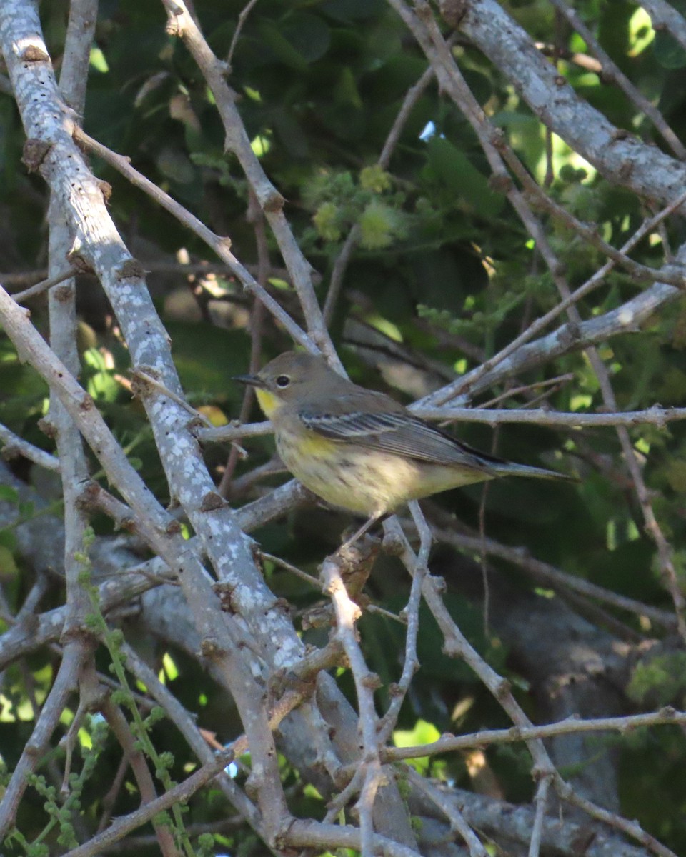 Yellow-rumped Warbler - ML646565446