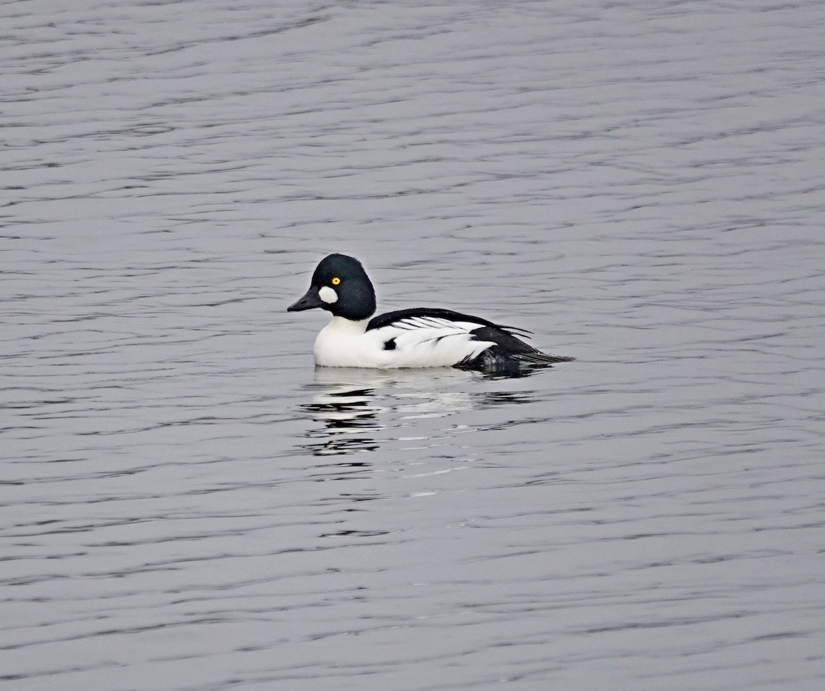 鵲鴨 - ML646565447