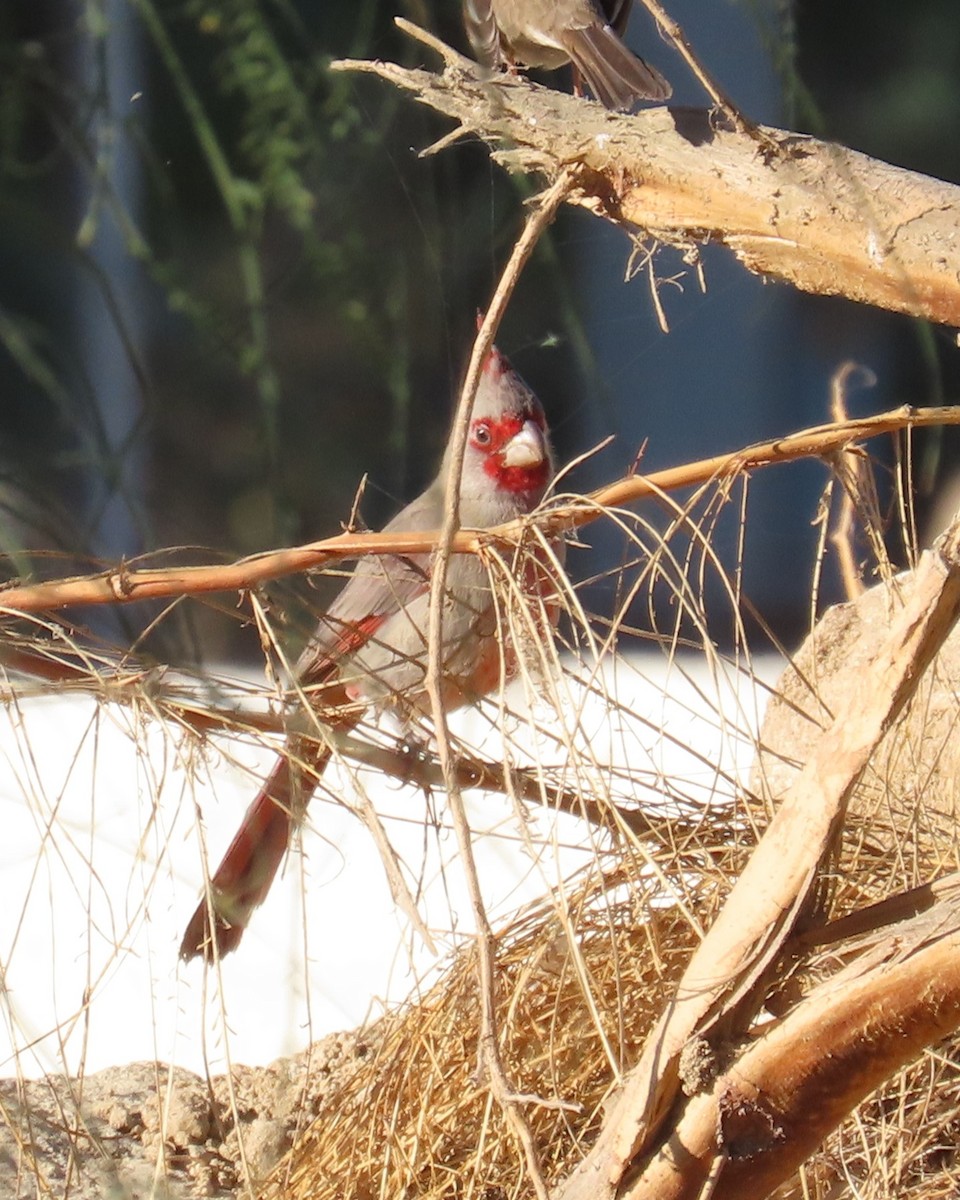 Pyrrhuloxia - ML646565452