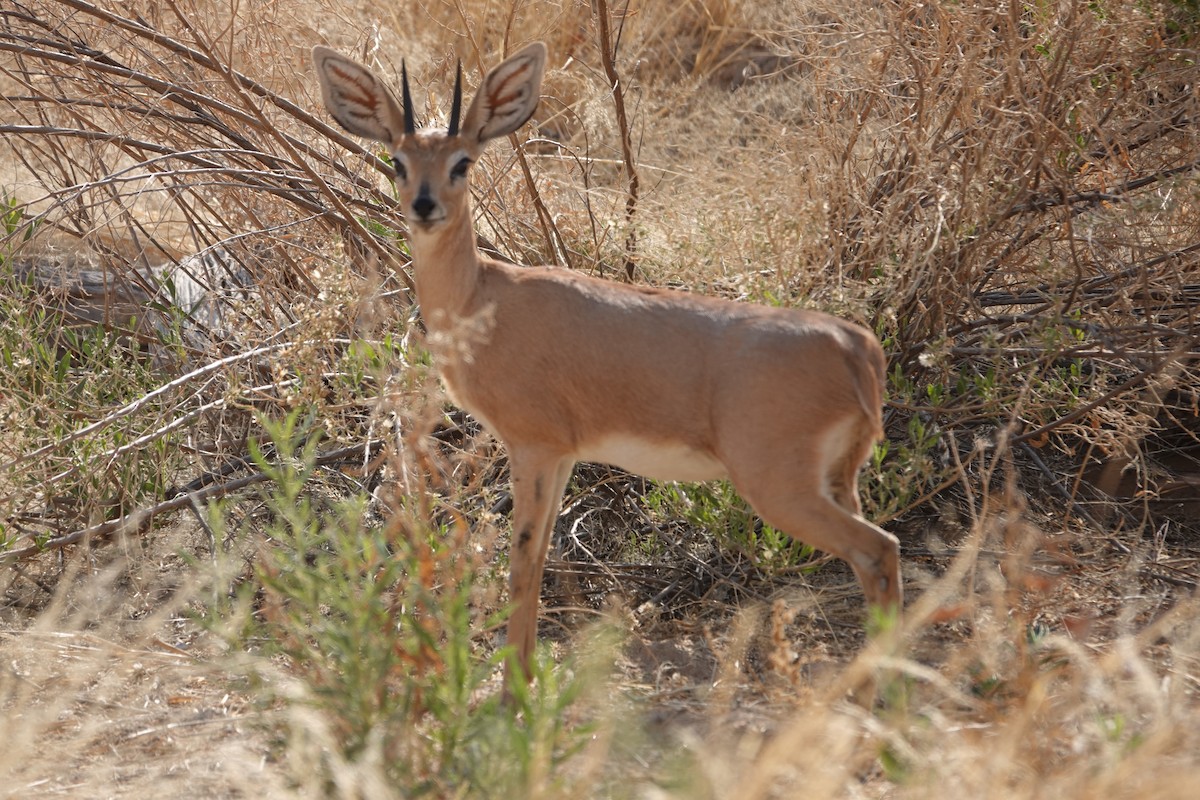 Kalahari Steenbok - ML646565455