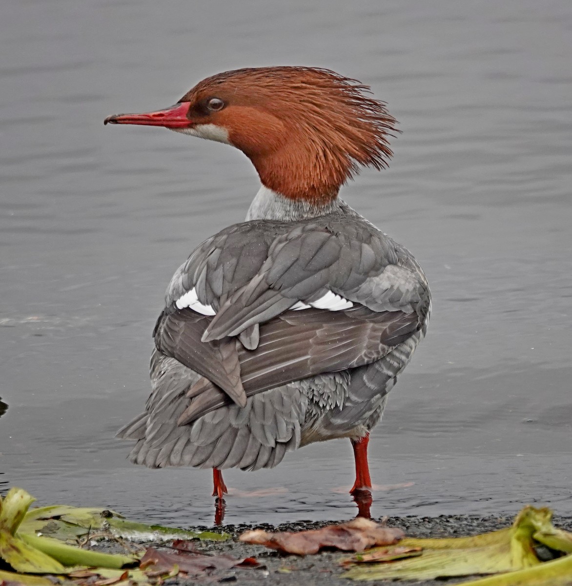 川秋沙 - ML646565456