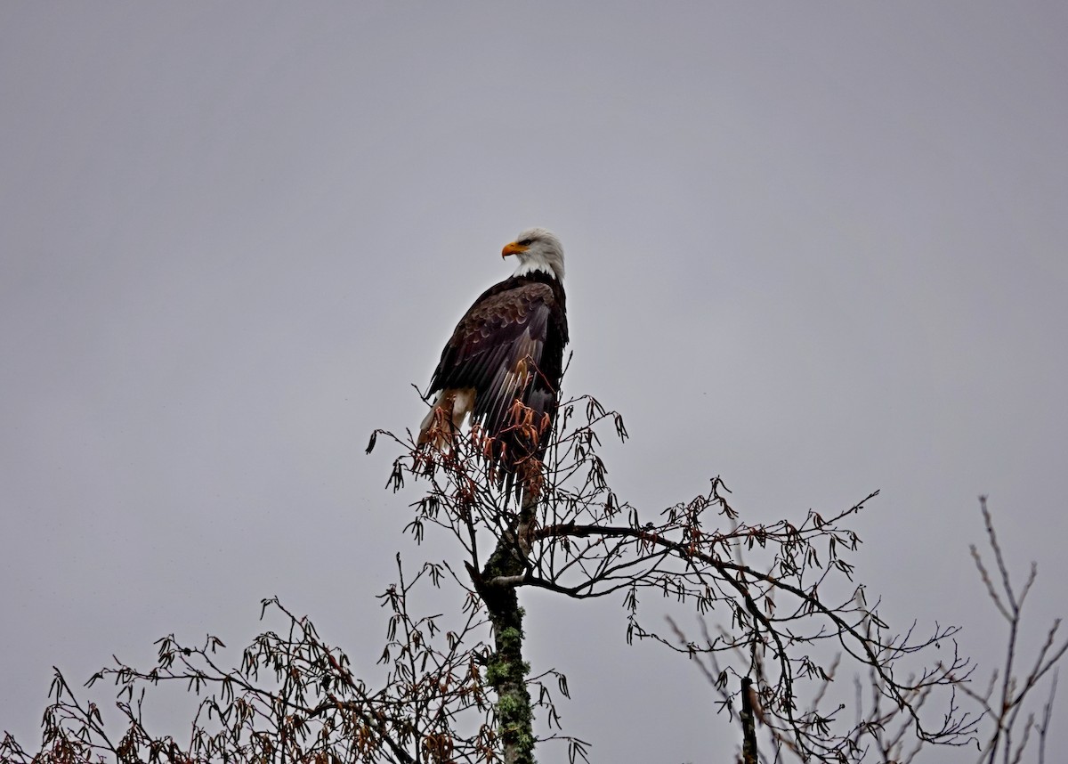 Bald Eagle - ML646565458