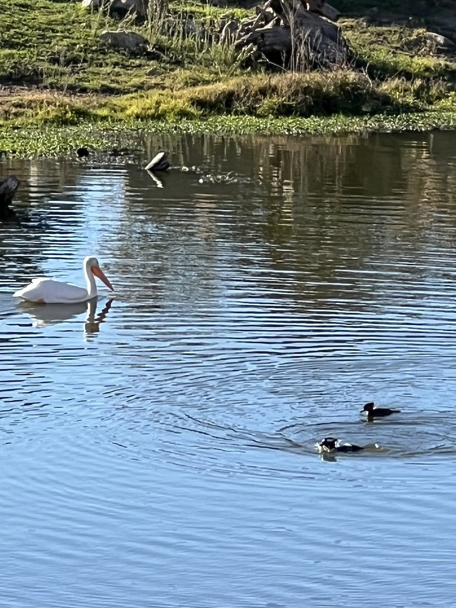 Hooded Merganser - ML646565459