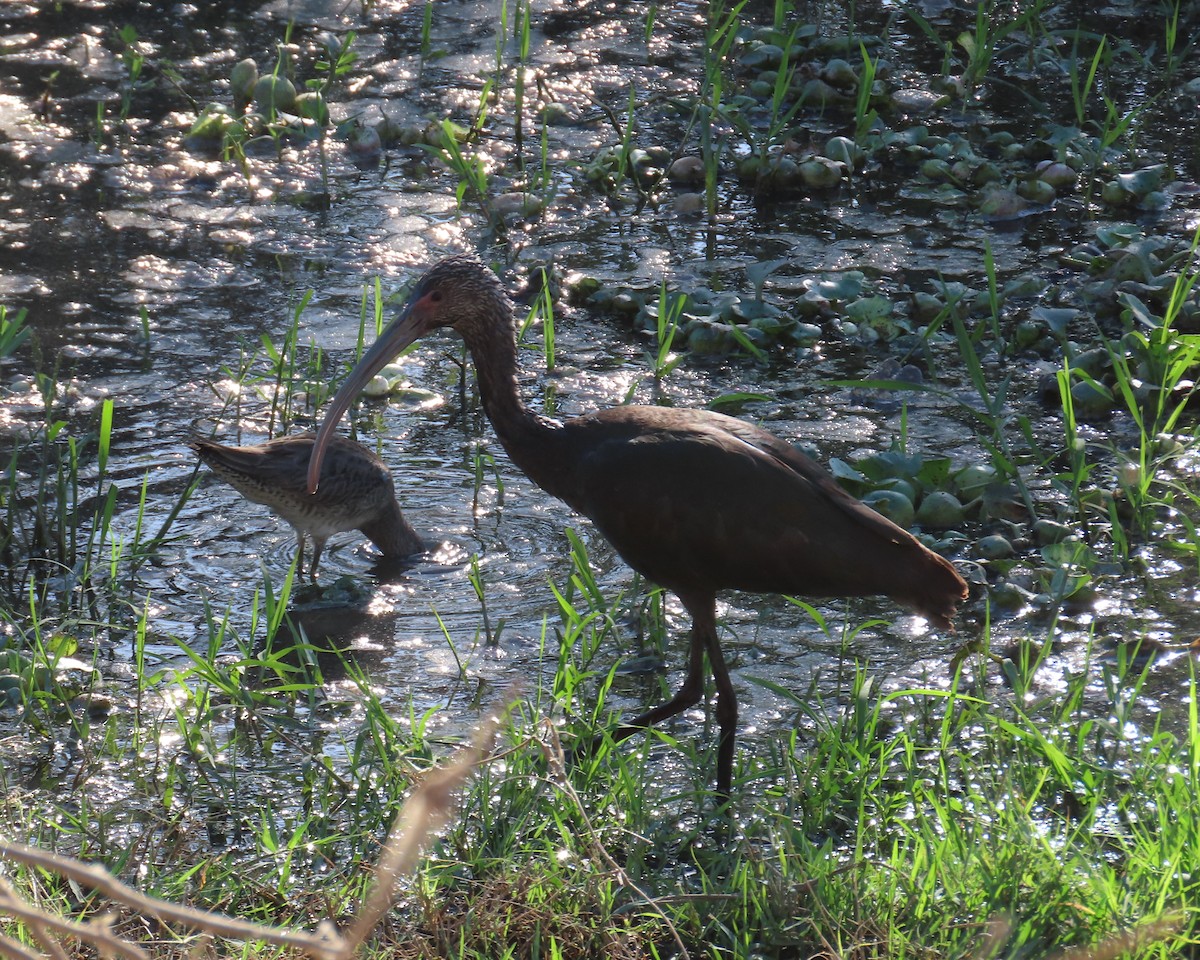 Beltzaran musuzuria - ML646565461