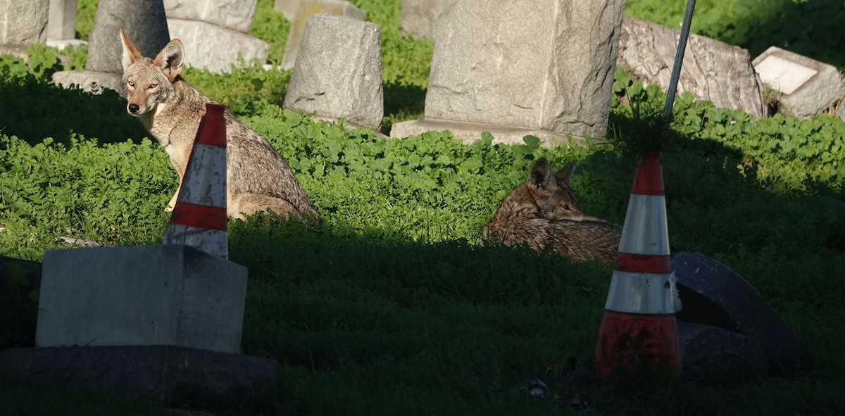 郊狼 - ML646565462