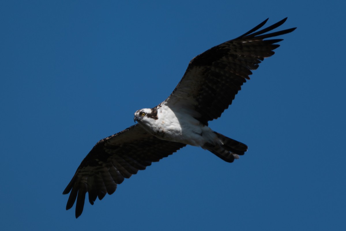 Osprey - ML646565463
