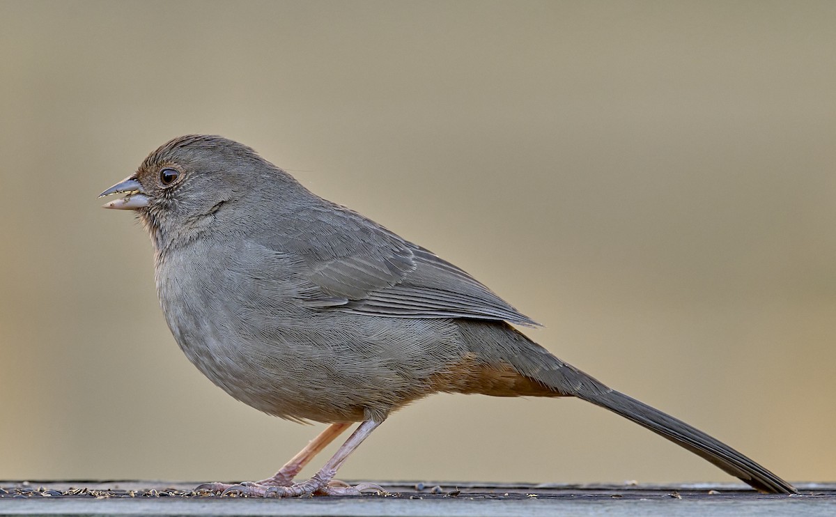 California Towhee - ML646565464