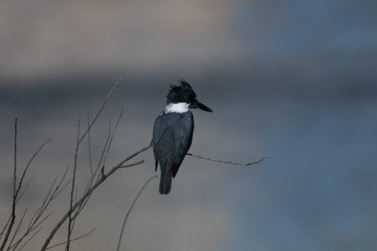 Belted Kingfisher - ML646565465