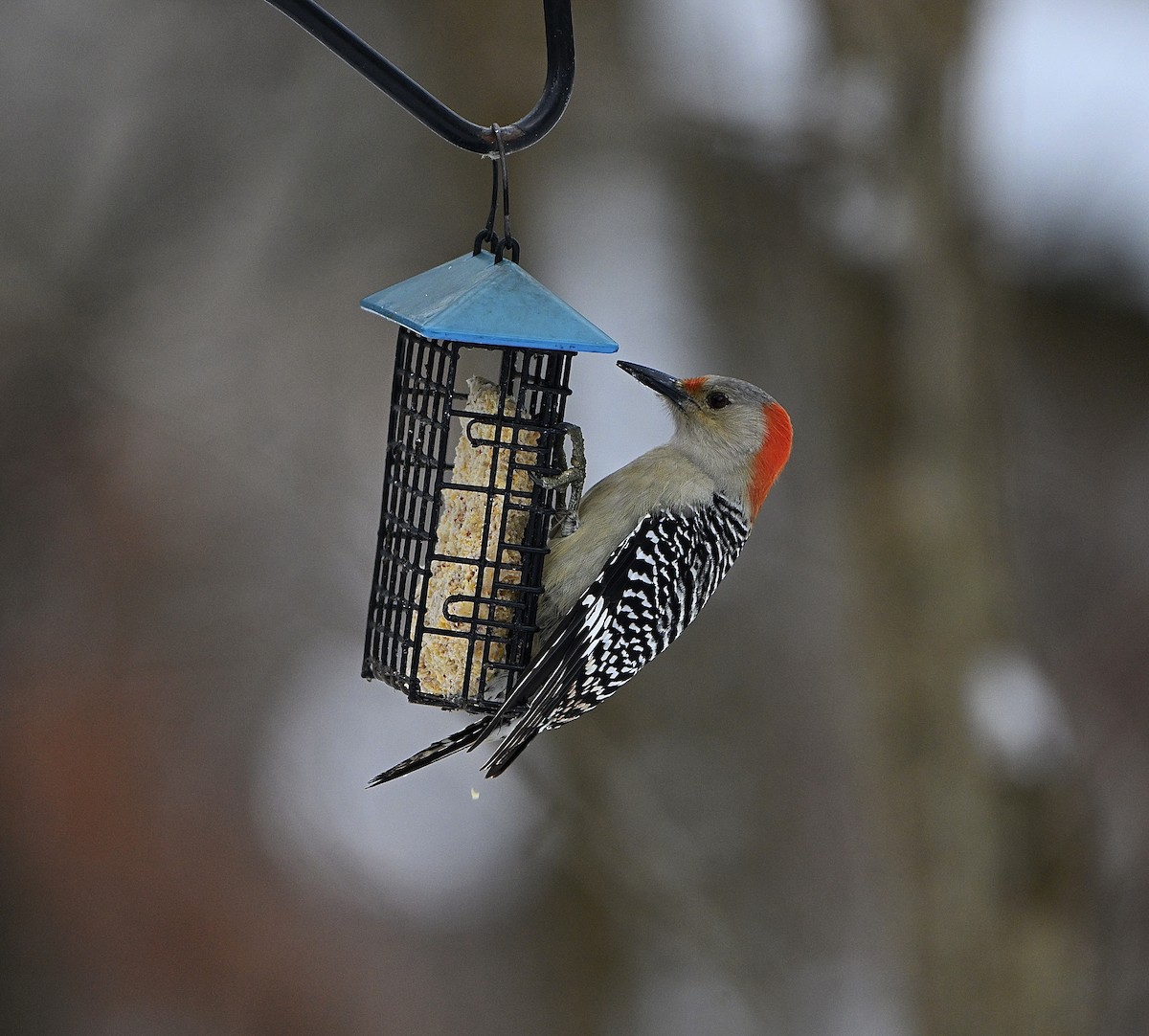 Гіла каролінська - ML646565467