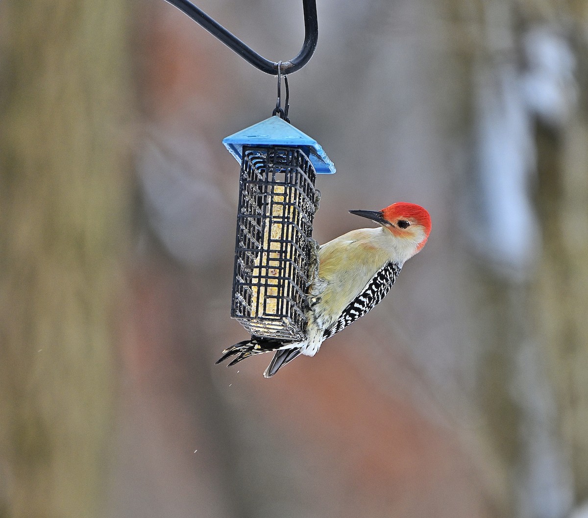 Гіла каролінська - ML646565468