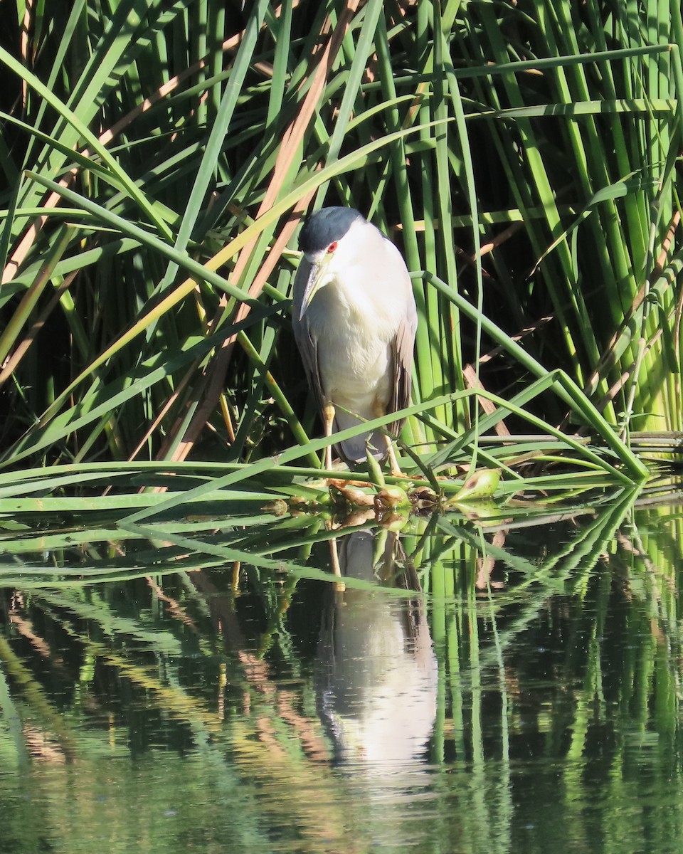 Black-crowned Night Heron - ML646565472