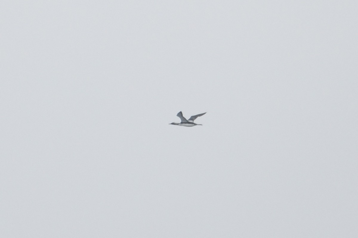 Pacific Loon - ML646565473