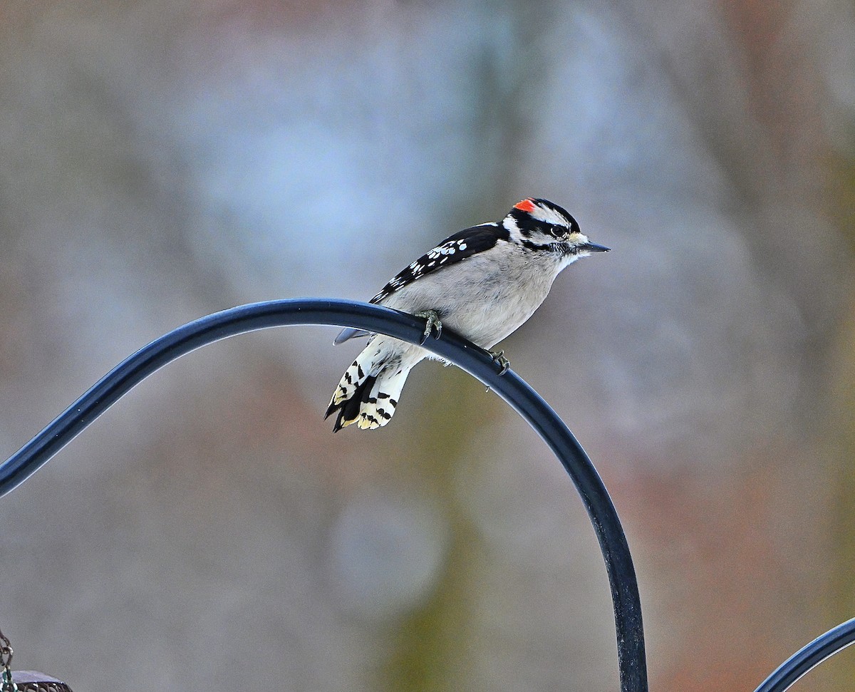 Downy Woodpecker - ML646565476