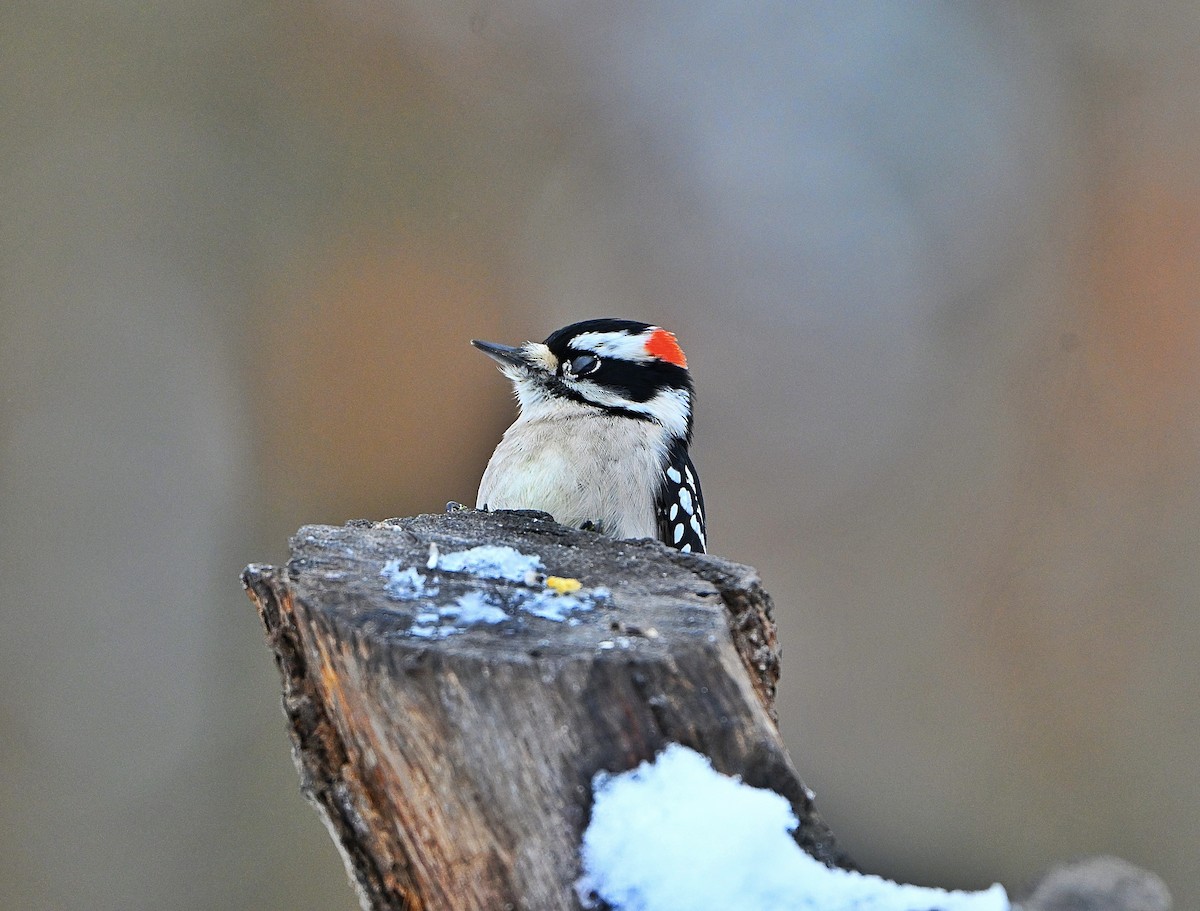 Downy Woodpecker - ML646565477