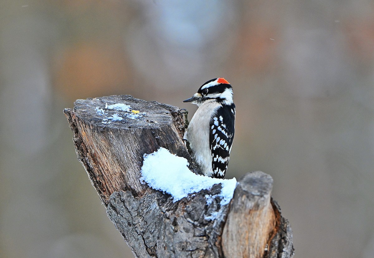 Downy Woodpecker - ML646565478