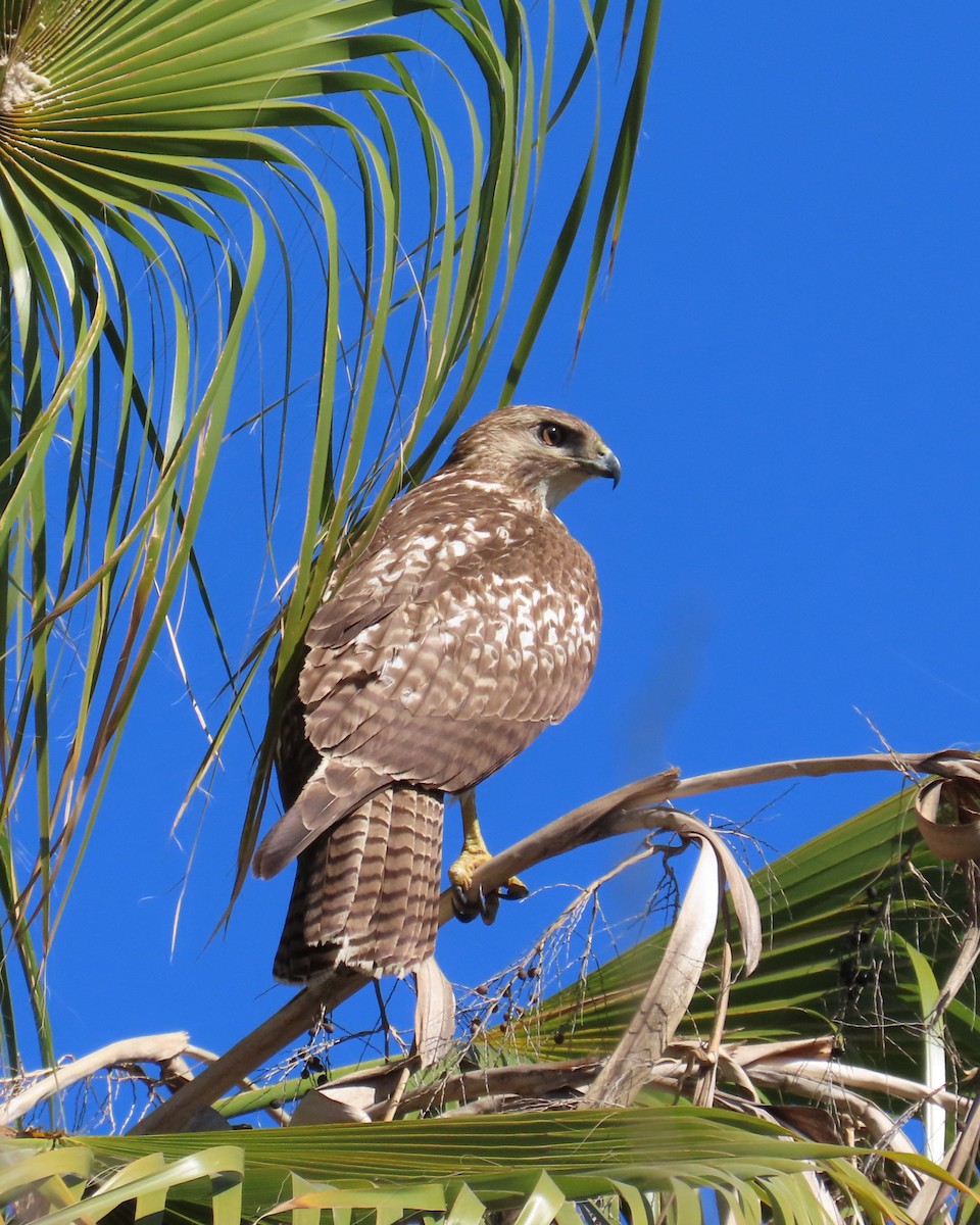 Red-tailed Hawk - ML646565482
