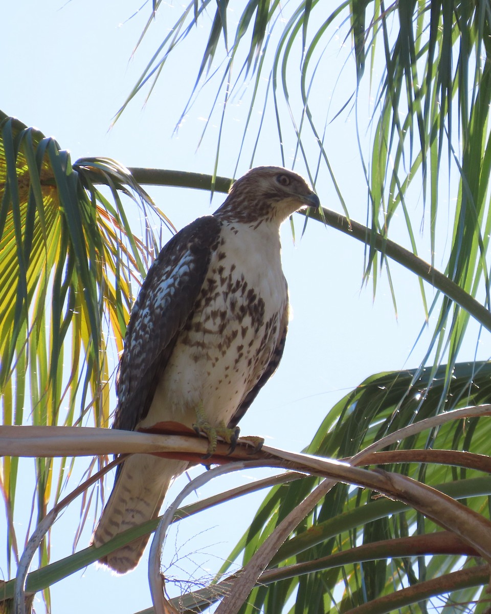 Red-tailed Hawk - ML646565492