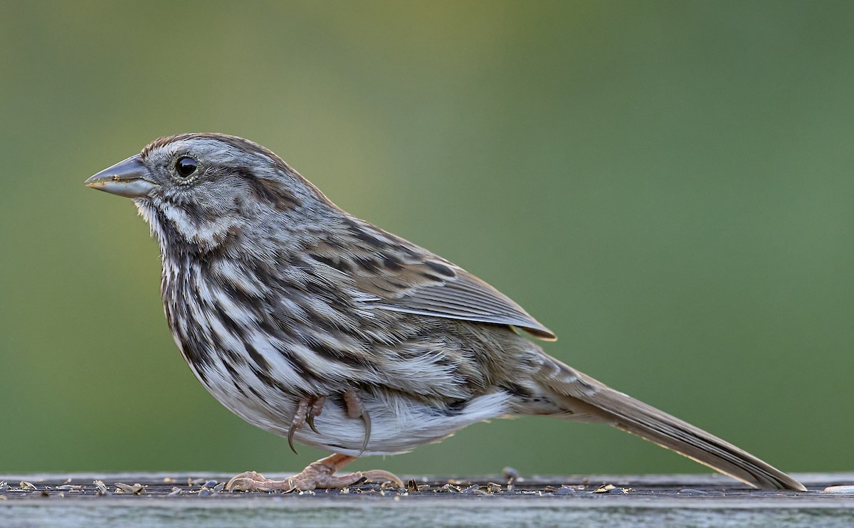 Chingolo Cantor (grupo heermanni) - ML646565500