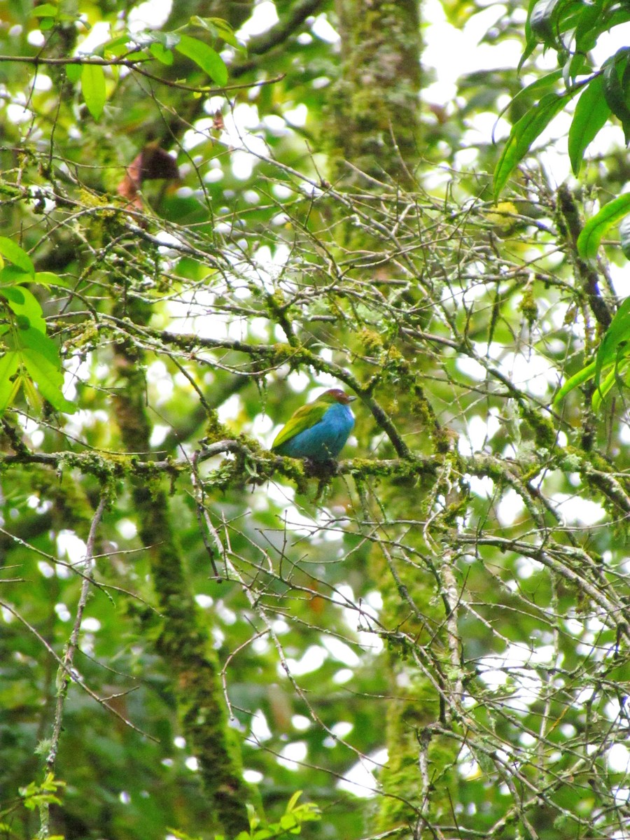 Bay-headed Tanager - ML646565501