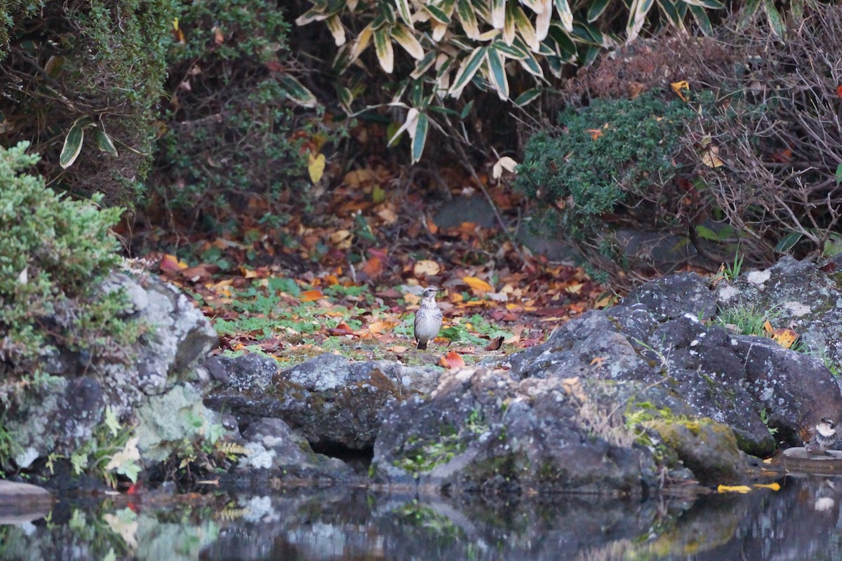 Дрізд темний - ML646565504