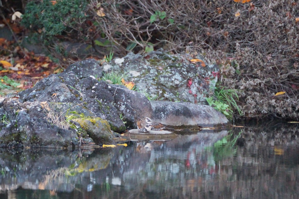 Дрізд темний - ML646565505