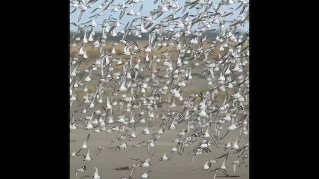 Dunlin - ML646565508